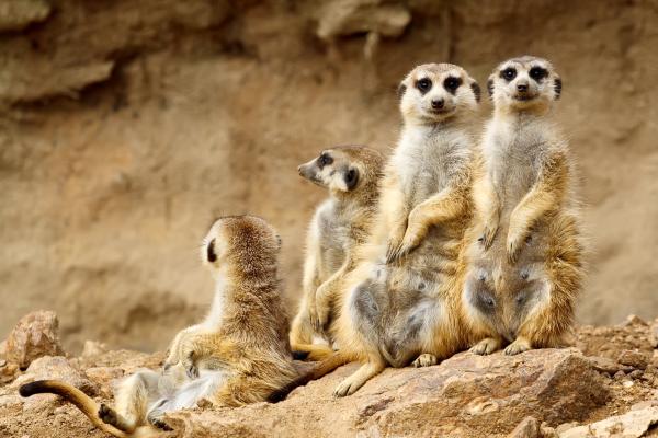Animales sociales: qué son y ejemplos - Suricatas