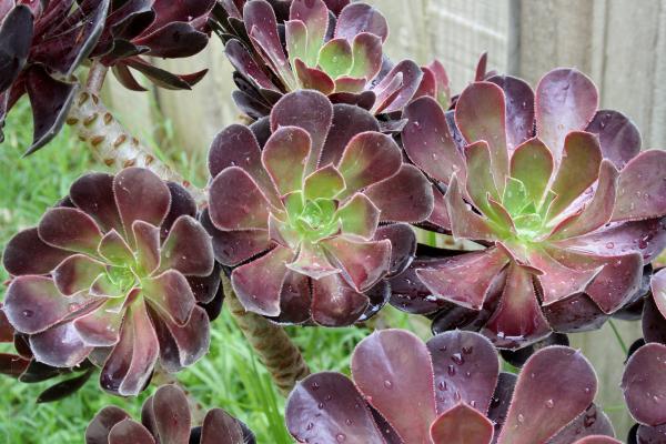 Suculentas raras: nombres y cuidados - Aeonium arboreum