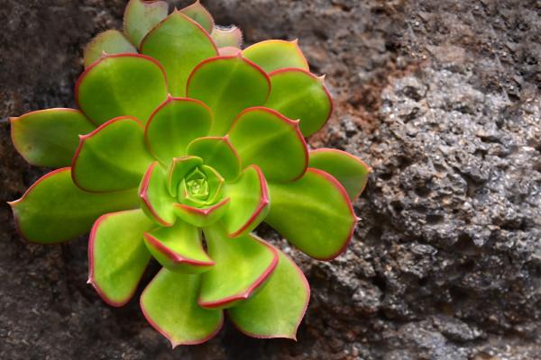Suculentas raras: nombres y cuidados - Aeonium haworthii