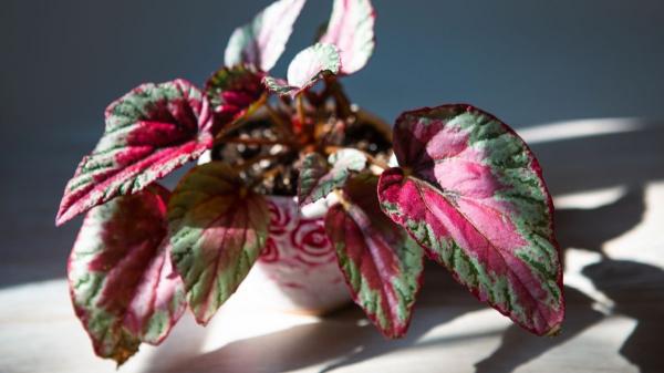 Plantas para terrarios cerrados y abiertos: estas son las mejores opciones para principiantes - Begonias: hojas espectaculares para terrarios llamativos