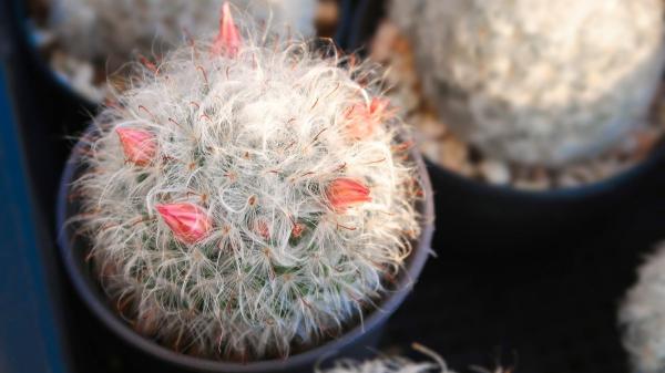 Plantas para terrarios cerrados y abiertos: estas son las mejores opciones para principiantes - Cactus viejo: una opción resistente y decorativa