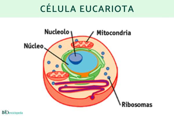 Tipos de células: qué son, partes y funciones - Células eucariotas