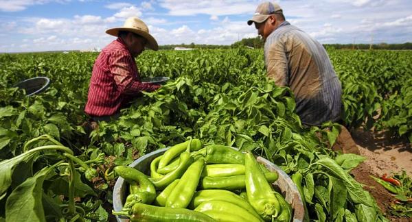 Beneficios de la comida ecológica - Conclusiones