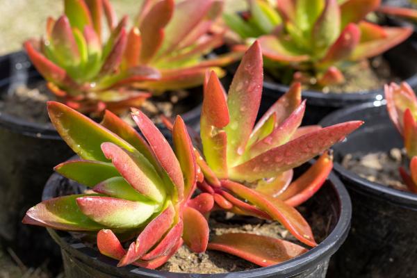 Suculentas raras: nombres y cuidados - Crassula capitella