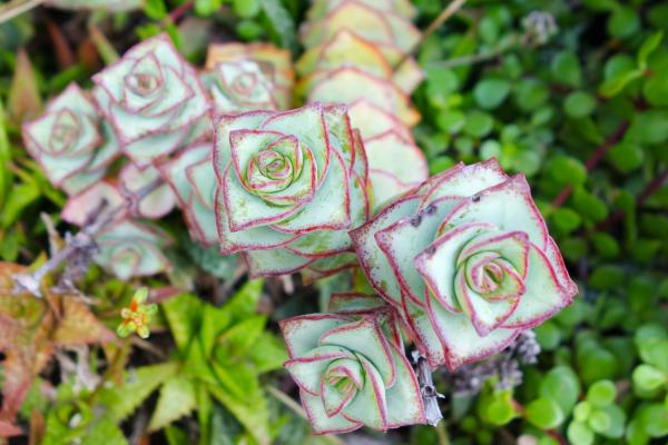 Suculentas raras: nombres y cuidados - Crassula perforata