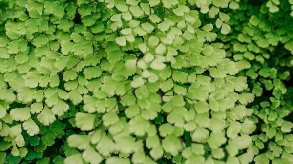 Plantas para terrarios cerrados y abiertos: estas son las mejores opciones para principiantes - Culantrillo: delicadeza y frescura para ambientes húmedos