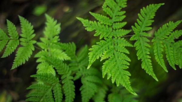 Plantas para terrarios cerrados y abiertos: estas son las mejores opciones para principiantes - Helecho pata de conejo: textura y elegancia en miniatura