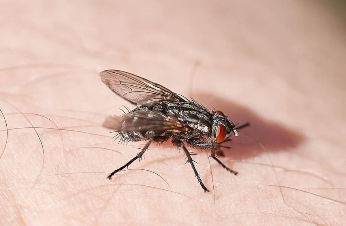 ¿Las moscas pican?