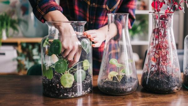 Plantas para terrarios cerrados y abiertos: estas son las mejores opciones para principiantes - Planta del dinero china: la planta tendencia en versión mini