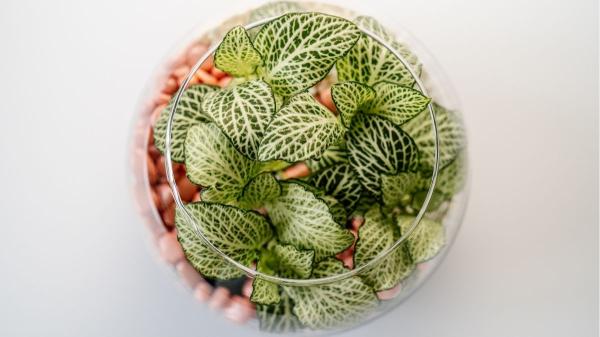 Plantas para terrarios cerrados y abiertos: estas son las mejores opciones para principiantes - Planta del flamenco u hoja de sangre: color y vida para terrarios cerrados