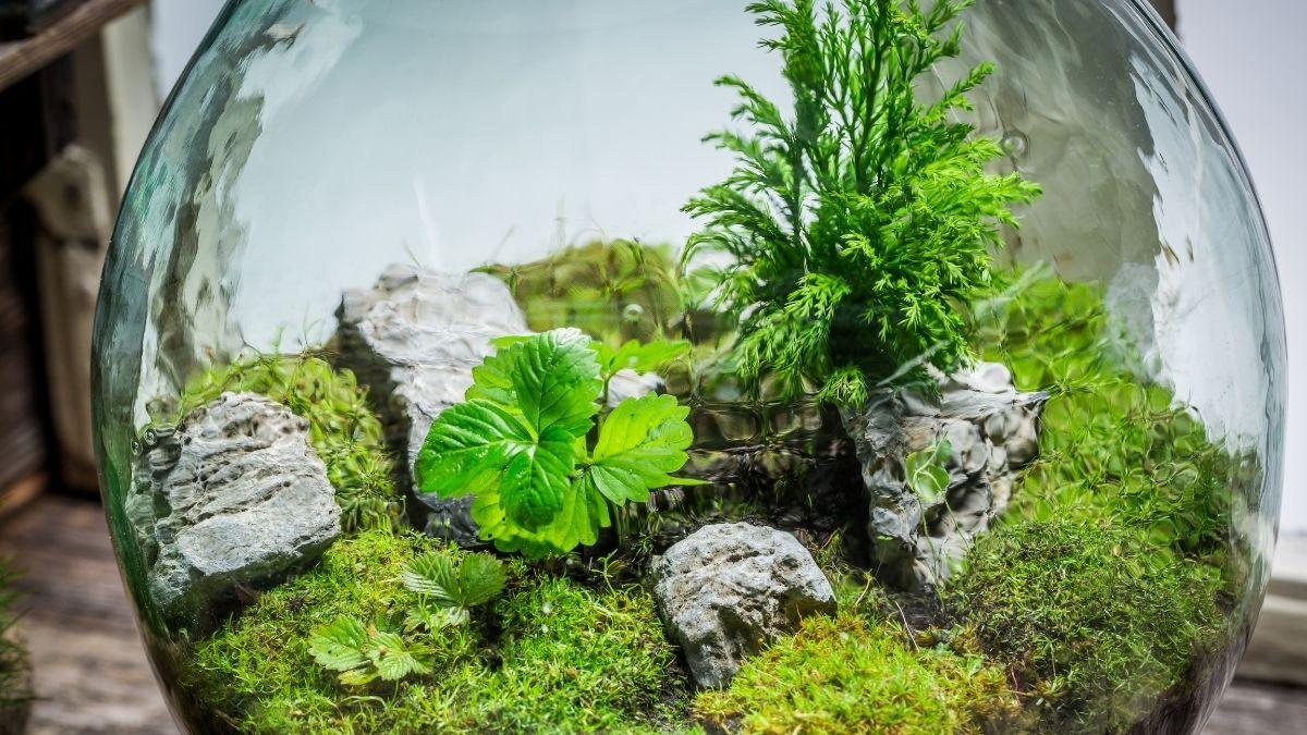 Plantas para terrarios cerrados y abiertos: estas son las mejores opciones para principiantes