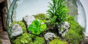 Plantas para terrarios cerrados y abiertos: estas son las mejores opciones para principiantes