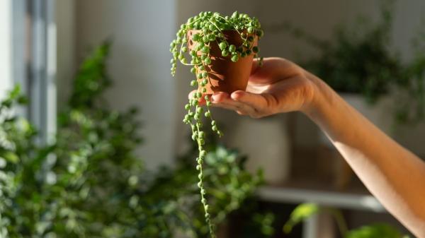 Plantas para terrarios cerrados y abiertos: estas son las mejores opciones para principiantes - Rosario: la planta colgante ideal para terrarios originales