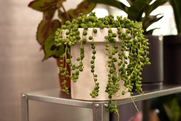 Suculentas raras: nombres y cuidados - Senecio rowleyanus