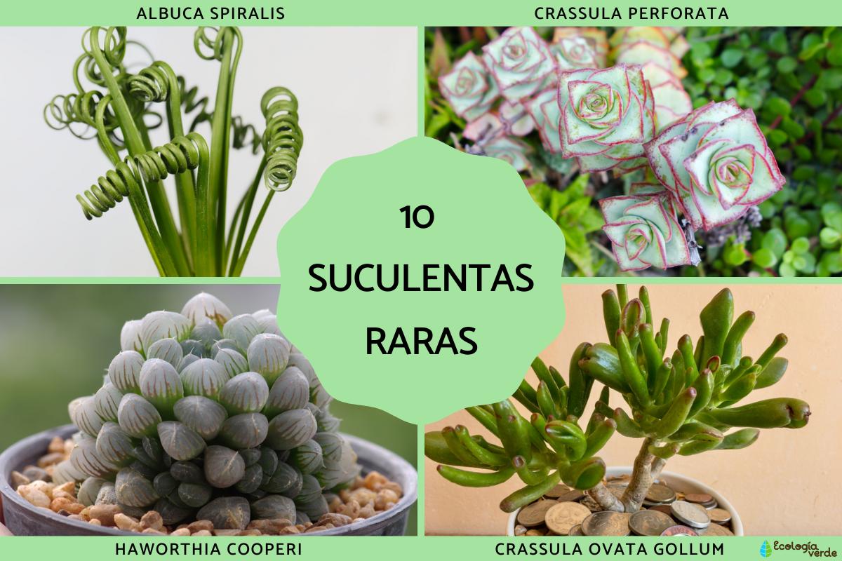 Suculentas raras: nombres y cuidados