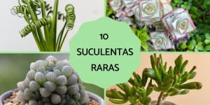 Suculentas raras: nombres y cuidados