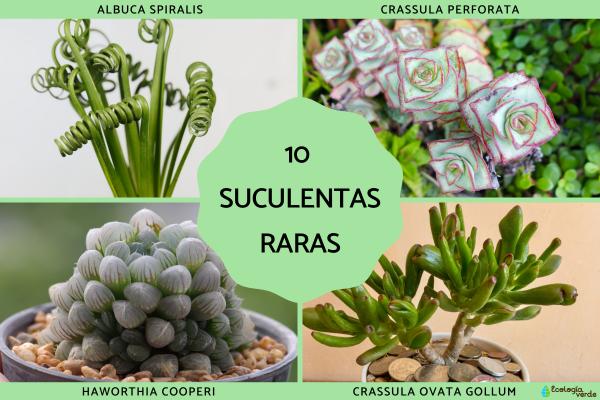 Suculentas raras: nombres y cuidados