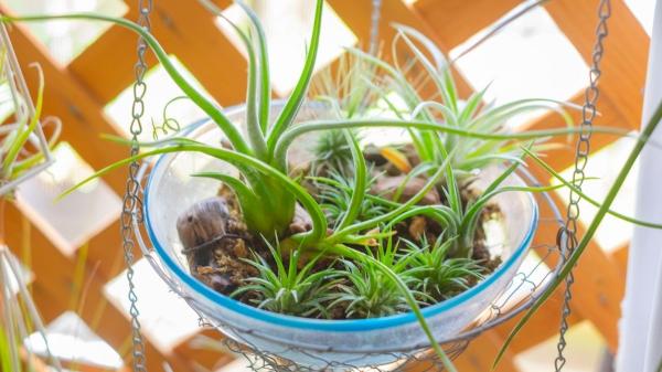 Plantas para terrarios cerrados y abiertos: estas son las mejores opciones para principiantes - Tillandsias: las plantas de aire perfectas para terrarios abiertos