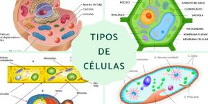 Tipos de células: qué son, partes y funciones