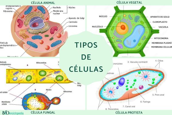 Tipos de células: qué son, partes y funciones