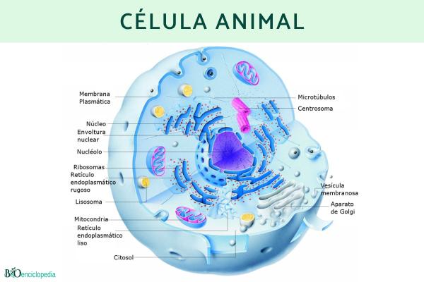Tipos de células: qué son, partes y funciones - 