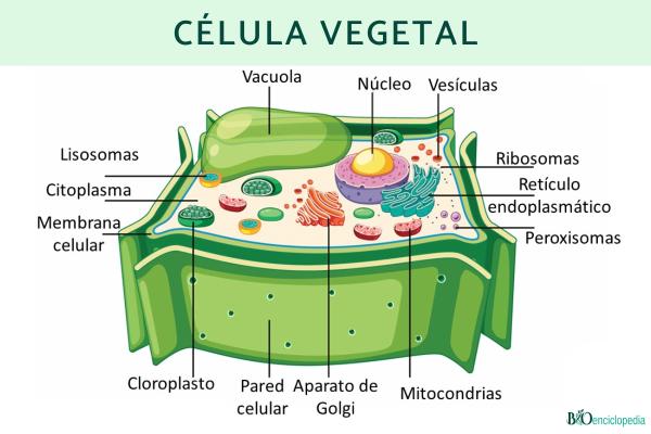 Tipos de células: qué son, partes y funciones - 