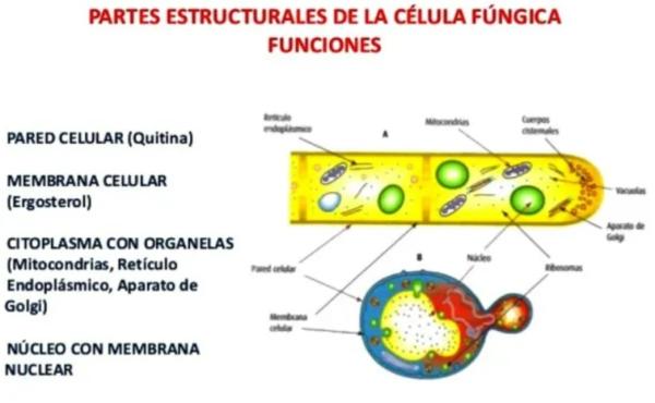 Tipos de células: qué son, partes y funciones - 