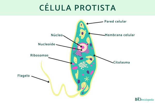 Tipos de células: qué son, partes y funciones - 