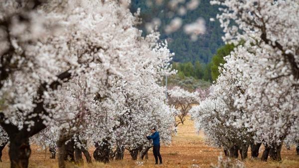 Los cinco mejores lugares de España para ver la floración de los almendros - 1. Mula, Murcia: la feria del almendro en flor