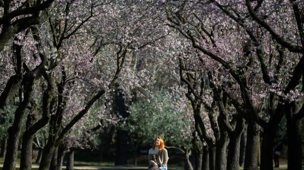 Los cinco mejores lugares de España para ver la floración de los almendros - 3. Quinta de los Molinos, Madrid: un oasis urbano