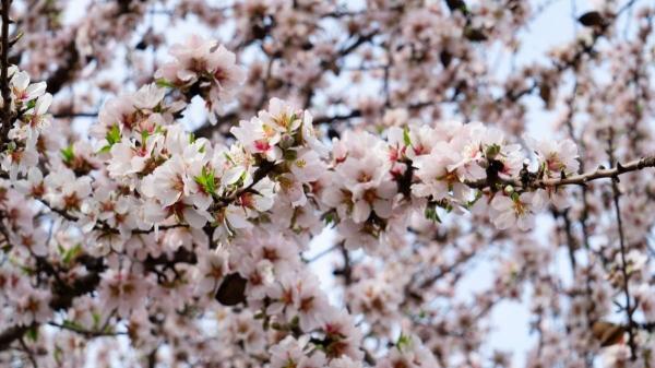 Los cinco mejores lugares de España para ver la floración de los almendros - 4. Loarre, Huesca: almendros junto al castillo románico