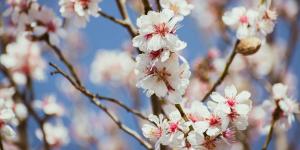 Los cinco mejores lugares de España para ver la floración de los almendros