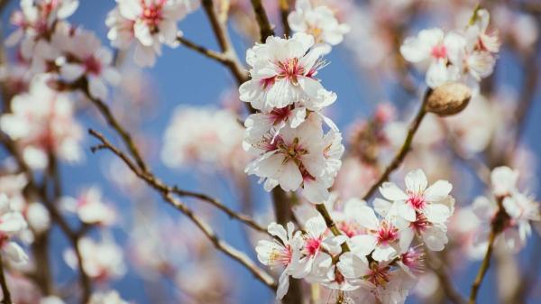 Los cinco mejores lugares de España para ver la floración de los almendros