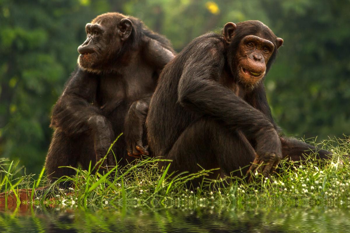 Por qué el chimpancé está en peligro de extinción