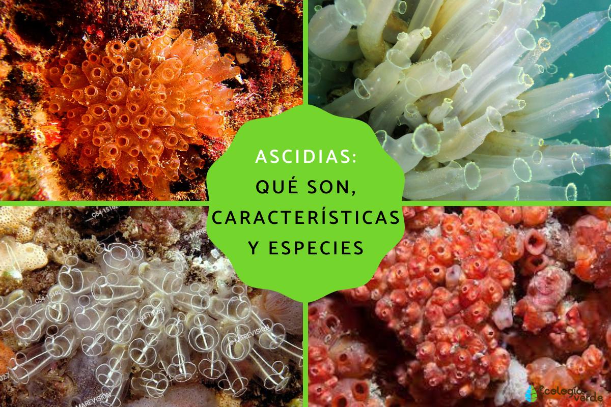 Ascidias: qué son, características y especies - Resumen y fotos