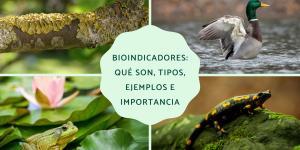 Bioindicadores: qué son, tipos, ejemplos e importancia