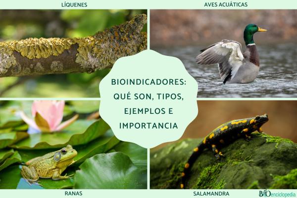 Bioindicadores: qué son, tipos, ejemplos e importancia