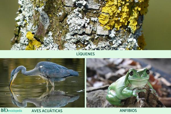 Bioindicadores: qué son, tipos, ejemplos e importancia - Ejemplos de bioindicadores