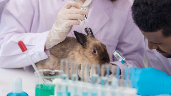 La UE da un paso histórico: prohíbe la venta de productos de limpieza testados en animales - Lo que no se veía: la realidad de los ensayos con animales