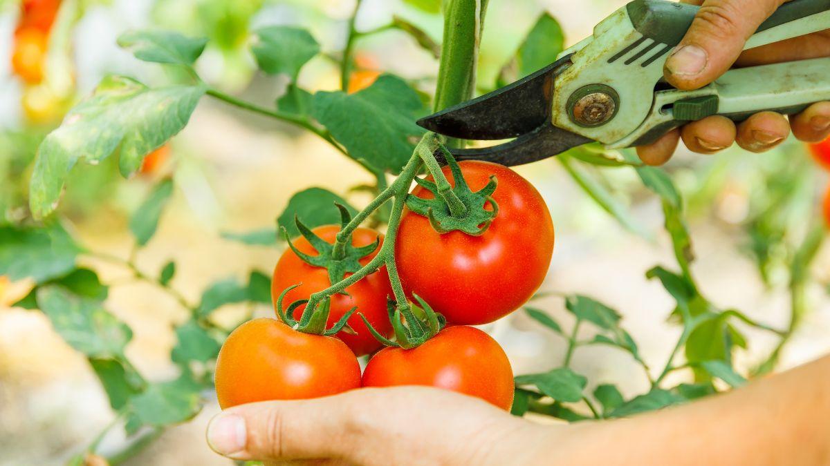Cómo y cuándo podar las tomateras para conseguir más tomates grandes y sanos