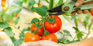 Cómo y cuándo podar las tomateras para conseguir más tomates grandes y sanos