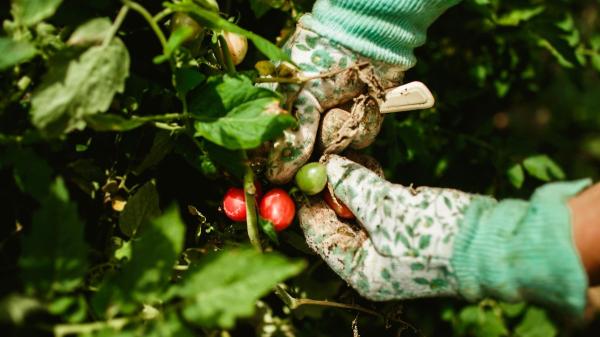 Cómo y cuándo podar las tomateras para conseguir más tomates grandes y sanos - Elimina las hojas secas para mejorar la producción