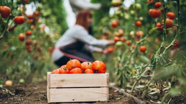 Cómo y cuándo podar las tomateras para conseguir más tomates grandes y sanos - Otras técnicas para tener más y mejores tomates