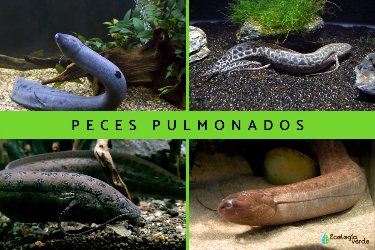 Peces con pulmones: características, hábitat y comportamiento