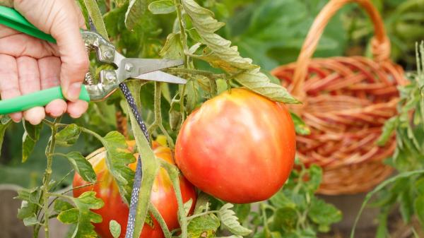 Cómo y cuándo podar las tomateras para conseguir más tomates grandes y sanos - Poda los chupones: el brote que roba fuerza a tu tomatera