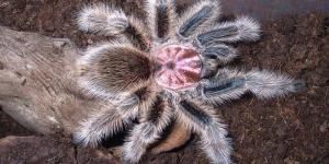 Tarántula