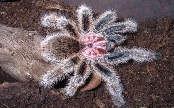 Tarántula