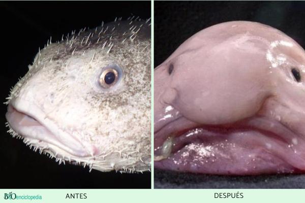 Pez borrón o pez gota - Características del pez borrón o pez gota 