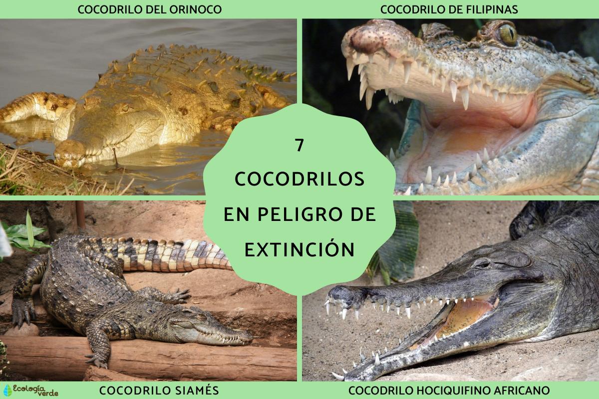 Cocodrilos en peligro de extinción