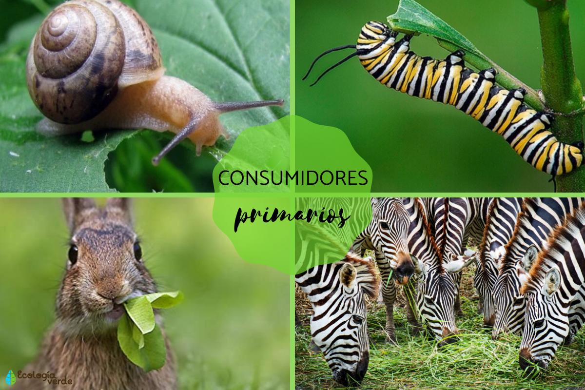 Consumidores primarios: qué son y ejemplos